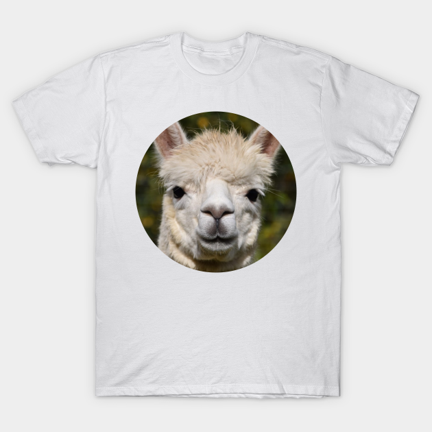 lama t